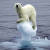  얼음 조각 위에 매달려 있는 북극곰. 지구 온난화의 상징이다. [중앙포토]