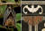박쥐는 편중된 시각이 단점. 복을 상징하는 박쥐문양. [중앙포토]