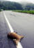 지난 7월 29일 강원 태백시 창죽동 국도 35호선 도로에서 고라니 한 마리가 로드킬 당한 채 발견됐다.[연합뉴스]