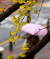 겨울을 재촉하는 비가 살짝 내린 13일 오전 서울 중구 정동길에서 노란 은행 나뭇잎 사이로 우산을 쓴 시민이 출근을 하고 있다. 대학수학능력 시험 예비소집일인 22일에도 전국적으로 비가 조금 내릴 것으로 예보됐다. [연합뉴스]