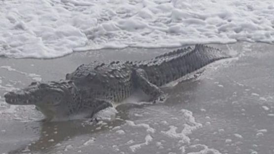 美해변서 출몰한 대형 악어…관광객 수백여명 대피 소동