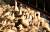 조류인플루엔자 최고 위기경보인 &#39;심각&#39; 단계가 발령된 지난 20일 충남의 한 오리농가에서 새끼 오리들이 물을 마시거나 휴식하고 있다.[프리랜서 김성태]