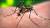 지카 바이러스를 옮기는 이집트 숲 모기.