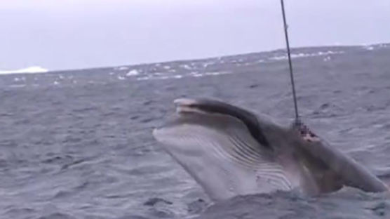 호주 '보호 구역'에서 작살로 무자비하게 고래 잡는 일본...기밀 영상 공개