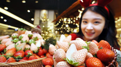 [사진] 당도 20% 높은 하얀 딸기