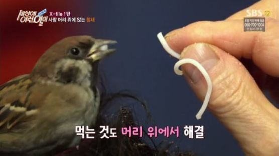 참새 잡아먹히는 장면 고스란히...시청자, SBS에 항의