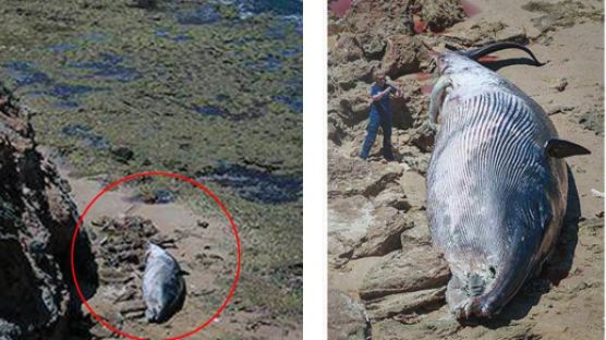 해변에 집채만 한 고래 사체…주민들 악취에 고통 호소