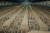 중국 최초 통일왕조인 진(秦)나라 시황제의 무덤에서 발굴된 병마용의 모습. [중앙포토]