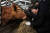 국민의당 안철수 대표가 11일 오전 전북 김제시 금산면 한 농촌마을 축사에서 소에게 먹이를 주고 있다. [연합뉴스]