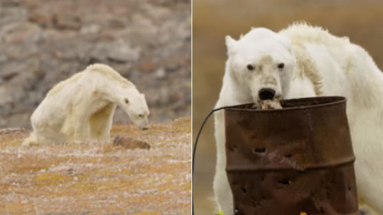 폐기름통 뒤지며 굶어 죽어가는 북극곰