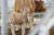 올해 들어 가장 추운 날씨를 보인 12일 전북 김제시의 한 한우농가에서 갓 태어난 송아지들이 방한복을 입고 추위를 견디고 있다. [사진 농촌진흥청]