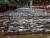 부산공동어시장에서 새끼 고등어가 대량으로 위판되고 있는 모습. [사진 국립수산자원관리공단]