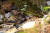 한국 고유 어종인 칼납자루 암수 한쌍이 헤엄치고 있다. [사진 경북도]