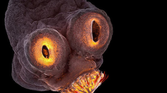 지옥서 온 촌충, 유리개구리…네이처 선정 ‘올해의 과학사진’