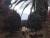 지난 18일 제주도 서귀포시 위미리 위미동백나무군락지를 찾은 관광객들이 동백나무 사이로 산책을 하고 있다. 최충일 기자