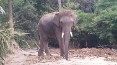 中 관광객 장난에 놀란 코끼리 난동…1명 숨져
