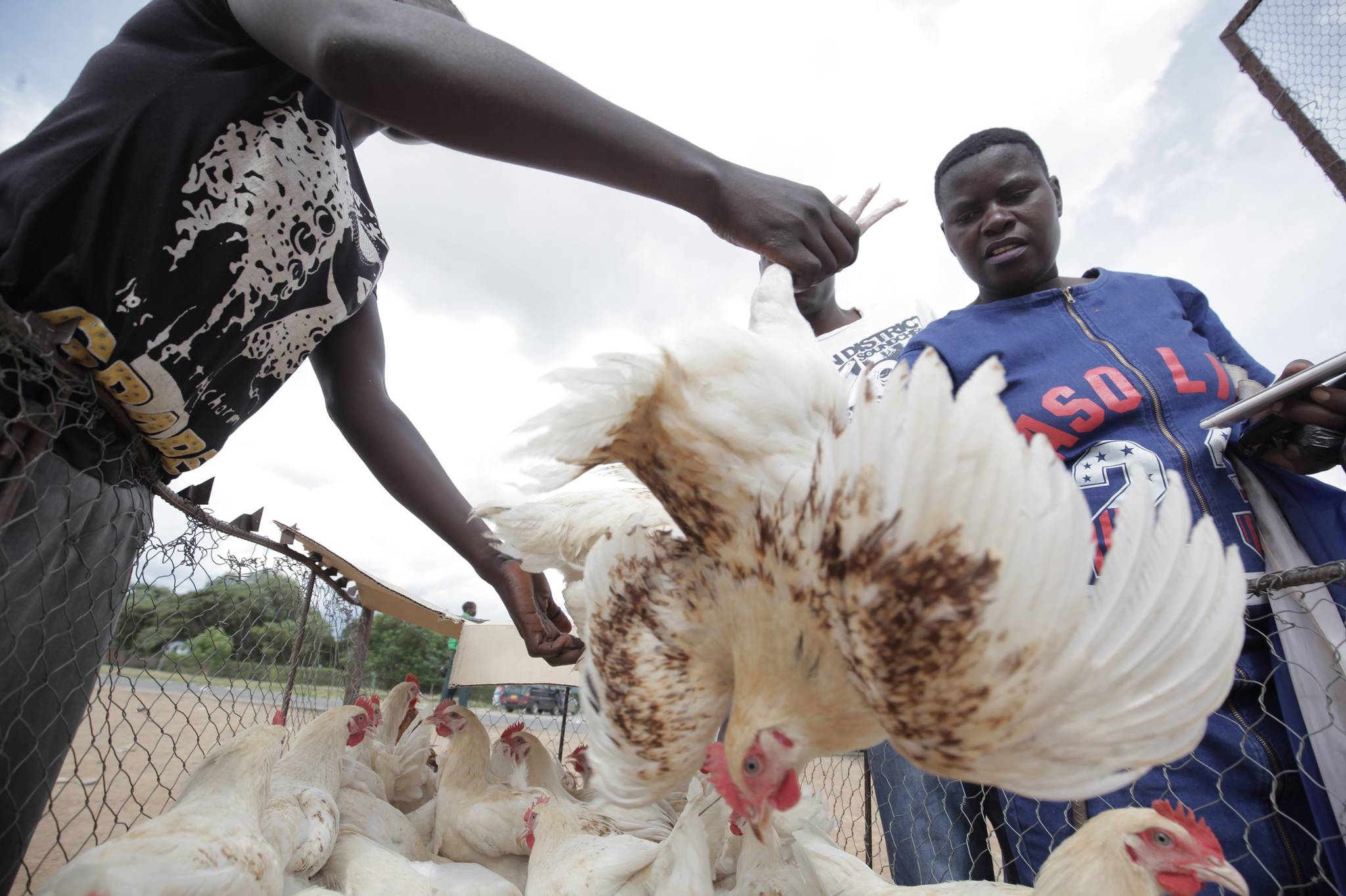 37년 독재가 이어졌던 짐바브웨의 하라레 한 재래시장에서 24일(현지시간) 주민들이 크리스마스에 사용할 닭을 구입하고 있다.[EPA=연합뉴스]