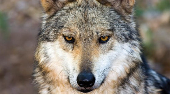 [에코 파일] 무술년 맞이 개의 과학···늑대는 어떻게 개가 되었나