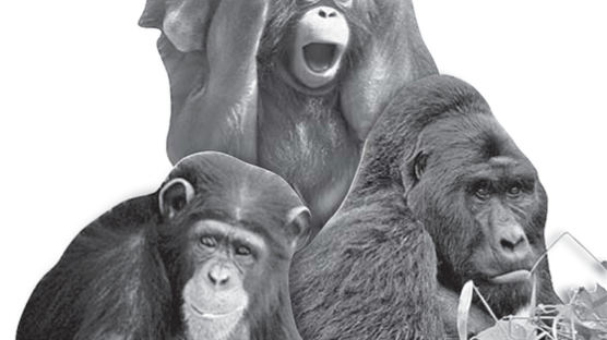 [인사이트] 인간과 DNA 98.8% 일치하는 침팬지