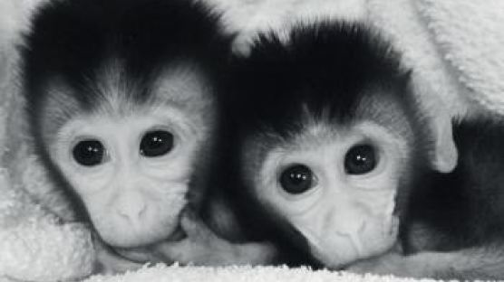 [인사이트] 실험용 원숭이 90% ‘메이드 인 차이나’ … 중국, 영장류 연구 메카 되다