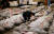  일본 참치 새해 첫경매가 5일 도쿄 쓰키지 시장에서 열렸다. 이날 도매상인들이 참치의 품질 상태를 살피고 있다. [로이터=연합뉴스] 