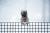 4일 미국 뉴욕 맨하탄 배터리 파크에서 울타리를 뛰어 넘고 있는 다람쥐 모습. [EPA=연합뉴스] 