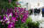 충남 서천군 국립생태원에서 관람객들이 세계 희귀 난을 구경하고 있다. 이곳에서는 300여 종 5000여 점의 희귀 난을 전시하고 있다. 프리랜서 김성태