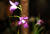충남 서천군 국립생태원에 전시중인 아룬디나 그라미니폴리아. 세계 희귀난가운데 하나다. 프리랜서 김성태