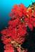 사각어초에 핀 적산호 눈부신 빨강색이 아름답다. [사진 박동훈]