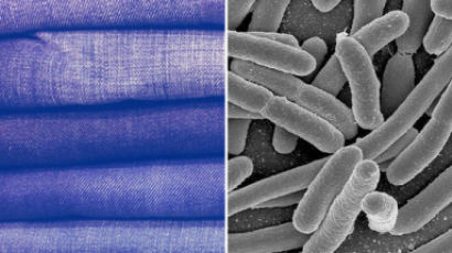 美연구진이 개발한 대장균으로 청바지 염색하는 방법