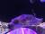얼라이브 아쿠아리움에서 볼 수 있는 도그페이스 푸퍼. 개와 닮아 붙은 이름이다. [백경서 기자]