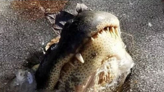 [사진] 미국 살인한파에 ‘동태’ 된 악어