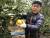 지난 9일 서귀포시 안덕면에서 13년간 레몬을 키워 온 오남종씨가 레몬을 수확하고 있다. [최충일 기자]