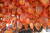 함안 곶감 농가인 파수식품 건조대에 걸려 있는 함안 곶감 모습. 위성욱 기자 