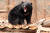 반달가슴곰 신화(10살)가 사파리에서 이동하고 있다. 가슴에 반달 모양의 흰무늬가 선명하게 보인다.
