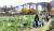 지난해 11월 11일 서울 원지동 대원주말농장을 찾은 가족들이 한해동안 돌본 배추 등 각종 야채 등을 수확하고 있다. 사진은 서울시가 운영하는 &#39;함께서울 친환경 농장&#39;과 관계 없음. 최승식 기자