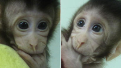 “중국 연구진, 원숭이 복제 성공…영장류 동물 최초”