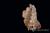 이스라엘에서 발견된 탈아프리카 최고 턱뼈 화석 사진. [AFP=연합뉴스]