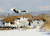 강원도 철원 평야에서 겨울을 보내고 있는 천연기념물 두루미. [사진 환경부]