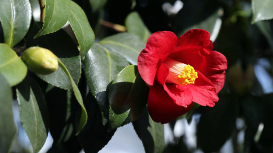 [서소문사진관] 빨간 꽃 노란 열매, 온실은 이미 봄