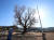전남 강진 하멜기념관 인근의 은행나무. 하멜 일행이 이곳에서 쉬며 고향을 그리워한 것으로 전해진다. 프리랜서 장정필