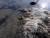 지난 21일 충남 아산시 삽교천 방조제에서 집단폐사한 야생오리 인근에 농약이 섞인 볍씨가 뿌려져 있다. [사진 국립환경과학원]