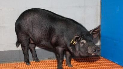 농진청, 장기이식용 '의료용 돼지' 실용화 위해 미국과 협력