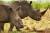 남아프리카공화국의 코뿔소. 밀렵으로 목숨을 잃는 것을 방지하기 위해 국립공원 관리 당국에서 아예 뿔을 잘라버리는 경우도 있다. [사진 세계자연기금]