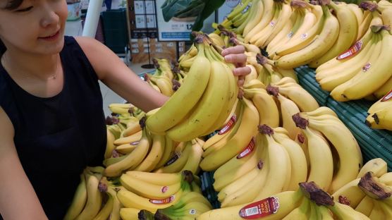 [강찬수의 에코파일] 바나나가 멸종위기에 처한 이유는