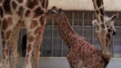 대전 동물원서 ‘아기 기린’ 탄생…“키 2m·몸무게 70kg, 건강”