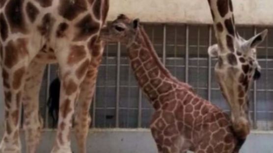 대전 동물원서 ‘아기 기린’ 탄생…“키 2m·몸무게 70kg, 건강”