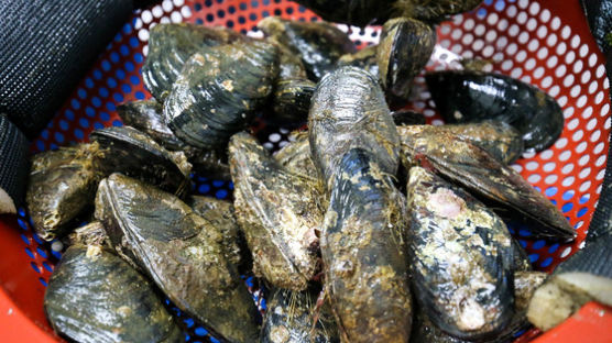 토종 홍합에서 흑진주를?…'참담치'로 하는 특별한 연구
