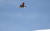 19일 강원도 평창 알펜시아 스키점프 센터에서 열린 2018평창동계올림픽 스노보드 여자 빅에어 예선 경기에서 캐나다 라울리가 점프하고 있다. [평창=연합뉴스]