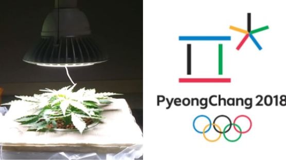 올림픽에서 허용되는 ‘대마 성분’…한국선 마약사범 될 수도